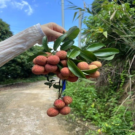 思海欢迎您参加荔枝节
