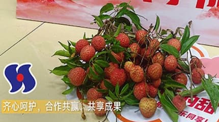 2025年荔枝文化节