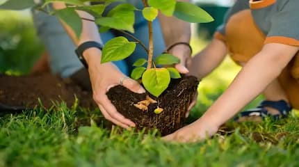 植树节：我们致力于建设更绿色的未来